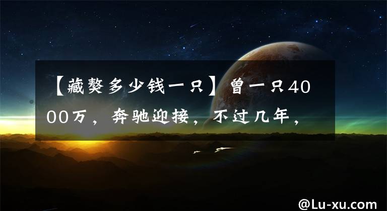 【藏獒多少钱一只】曾一只4000万，奔驰迎接，不过几年，神犬藏獒沦为"丧家犬"