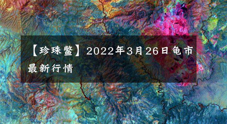 【珍珠鳖】2022年3月26日龟市最新行情