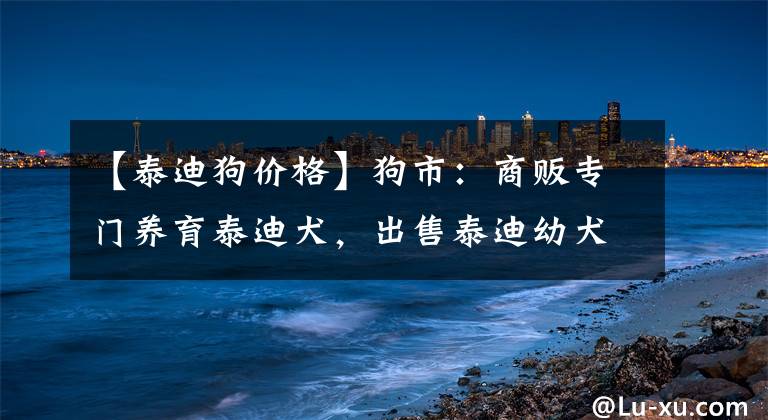 【泰迪狗价格】狗市：商贩专门养育泰迪犬，出售泰迪幼犬零售1000元批发500元！