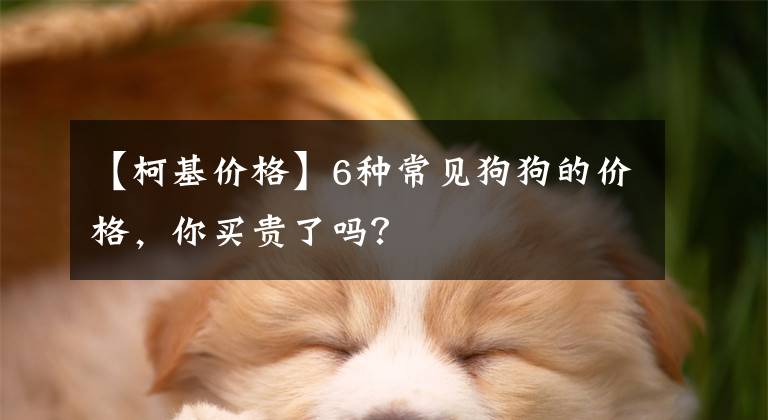 【柯基价格】6种常见狗狗的价格，你买贵了吗？