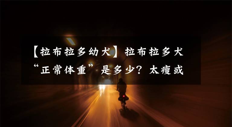 【拉布拉多幼犬】拉布拉多犬“正常体重”是多少？太瘦或太肥，分别该怎么办？