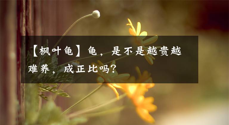 【枫叶龟】龟，是不是越贵越难养，成正比吗？