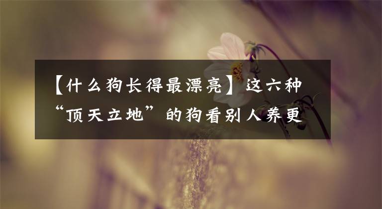 【什么狗长得最漂亮】这六种“顶天立地”的狗看别人养更开心。文章配图