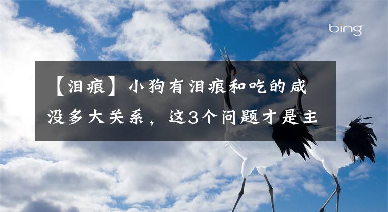 【泪痕】小狗有泪痕和吃的咸没多大关系，这3个问题才是主要原因