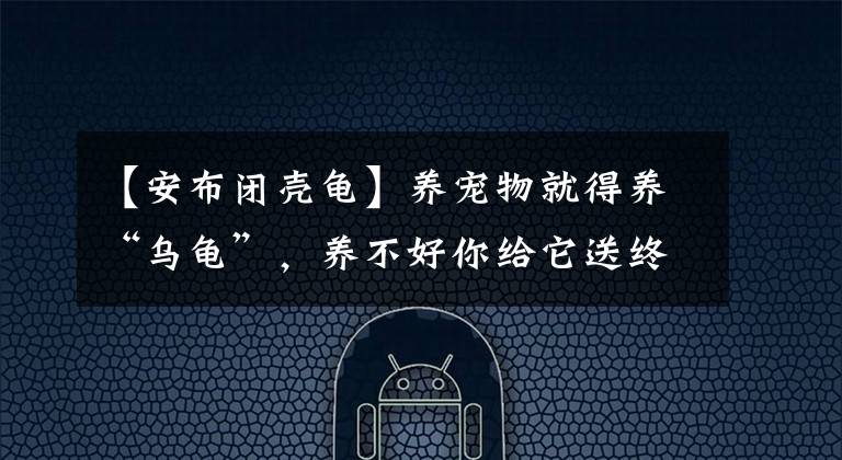 【安布闭壳龟】养宠物就得养“乌龟”，养不好你给它送终，养得好它给你送终