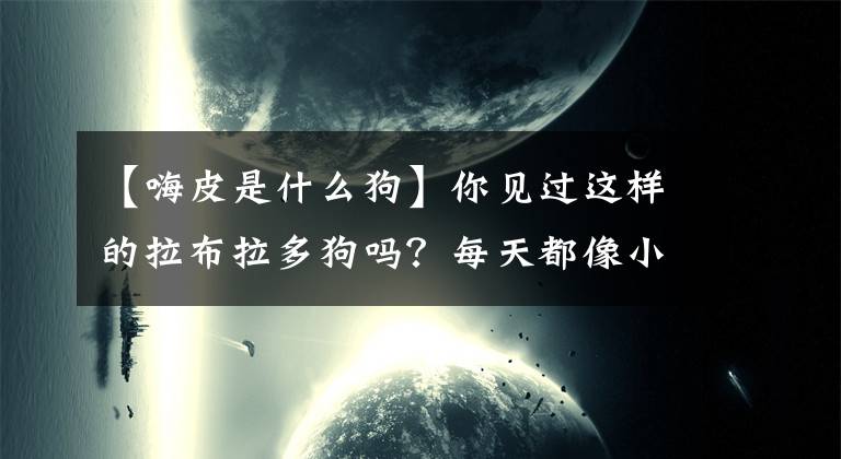 【嗨皮是什么狗】你见过这样的拉布拉多狗吗？每天都像小天使一样