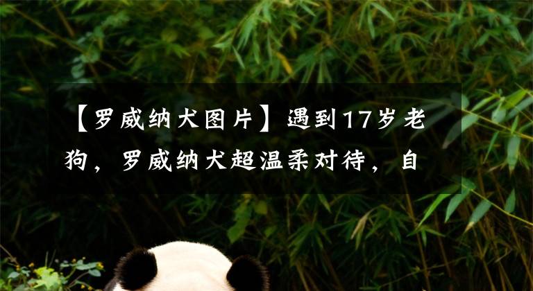 【罗威纳犬图片】遇到17岁老狗，罗威纳犬超温柔对待，自愿成为老狗的坐骑