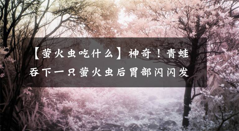 【萤火虫吃什么】神奇！青蛙吞下一只萤火虫后胃部闪闪发光