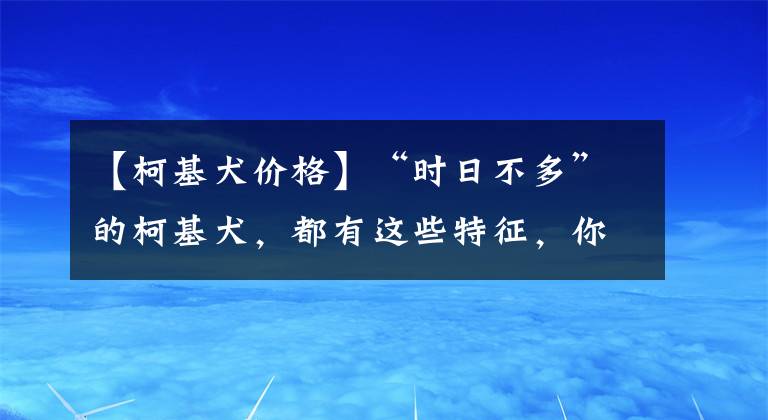 【柯基犬价格】“时日不多”的柯基犬，都有这些特征，你注意到了吗？