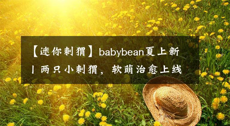 【迷你刺猬】babybean夏上新丨两只小刺猬，软萌治愈上线