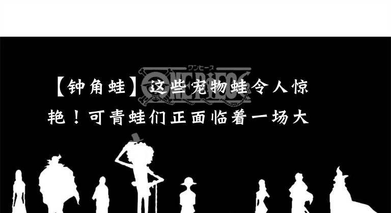 【钟角蛙】这些宠物蛙令人惊艳！可青蛙们正面临着一场大灭绝