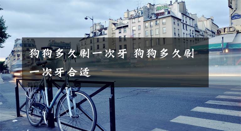 狗狗多久刷一次牙 狗狗多久刷一次牙合适文章配图