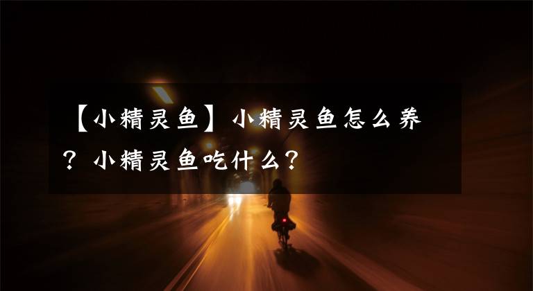 【小精灵鱼】小精灵鱼怎么养？小精灵鱼吃什么？