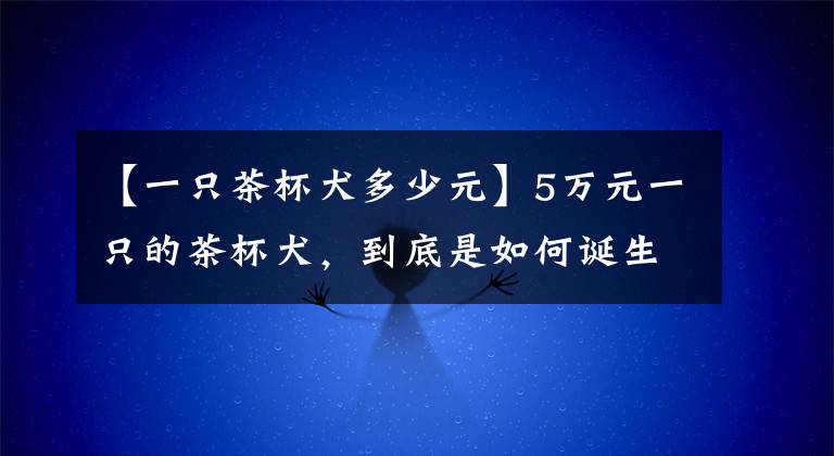 【一只茶杯犬多少元】5万元一只的茶杯犬，到底是如何诞生的？看完我不会再买了