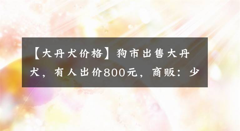 【大丹犬价格】狗市出售大丹犬，有人出价800元，商贩：少了1000不用谈！