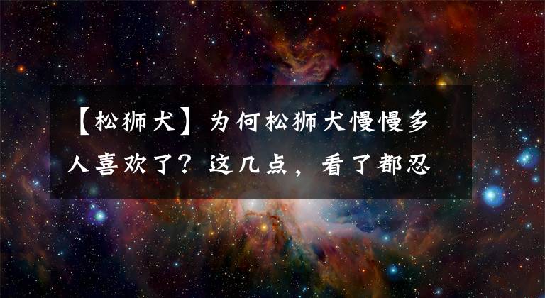 【松狮犬】为何松狮犬慢慢多人喜欢了？这几点，看了都忍不住想养