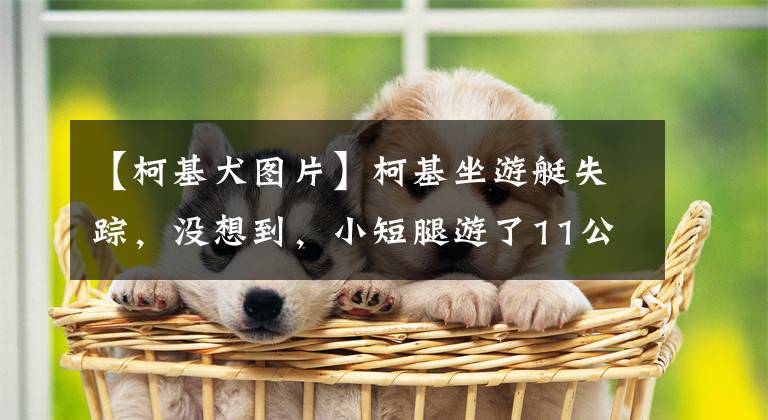 【柯基犬图片】柯基坐游艇失踪，没想到，小短腿游了11公里，自己游上岸了