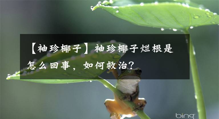 【袖珍椰子】袖珍椰子烂根是怎么回事，如何救治？