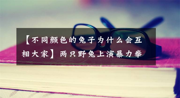 【不同颜色的兔子为什么会互相大家】两只野兔上演暴力拳击，难道是在争夺配偶吗？