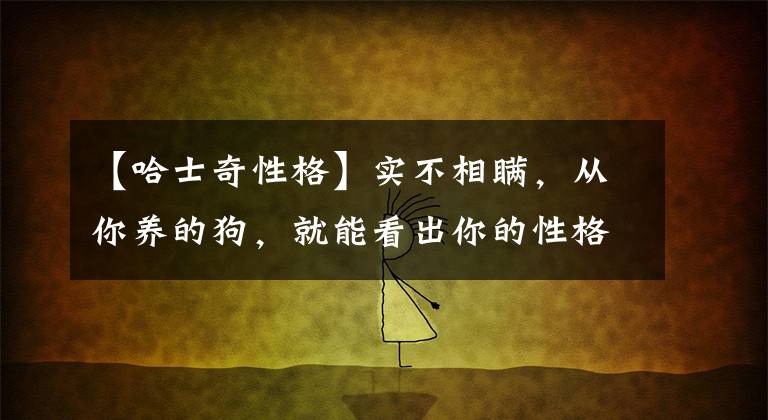 【哈士奇性格】实不相瞒，从你养的狗，就能看出你的性格了