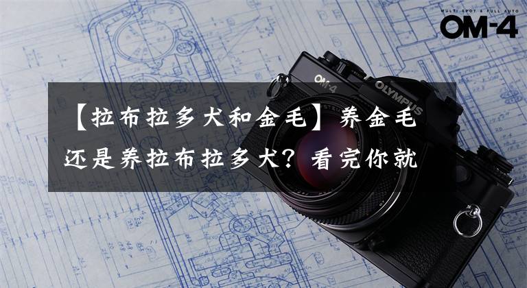 【拉布拉多犬和金毛】养金毛还是养拉布拉多犬？看完你就知道该如何选择