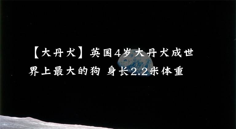 【大丹犬】英国4岁大丹犬成世界上最大的狗 身长2.2米体重184斤