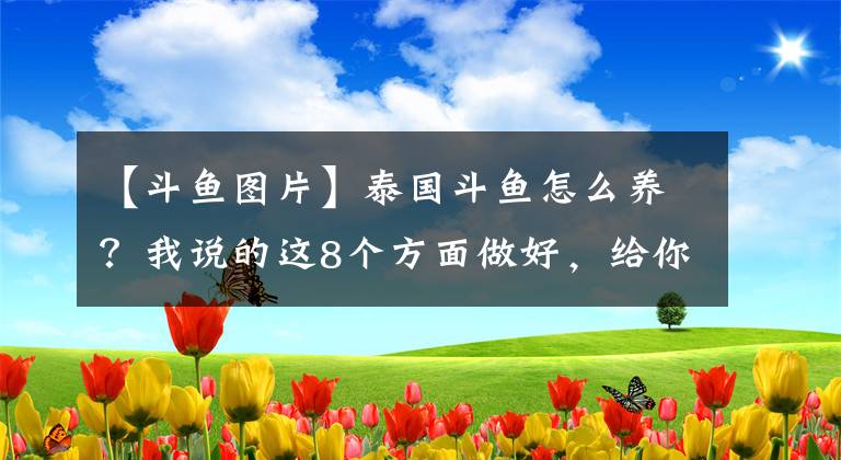 【斗鱼图片】泰国斗鱼怎么养？我说的这8个方面做好，给你惊喜不断