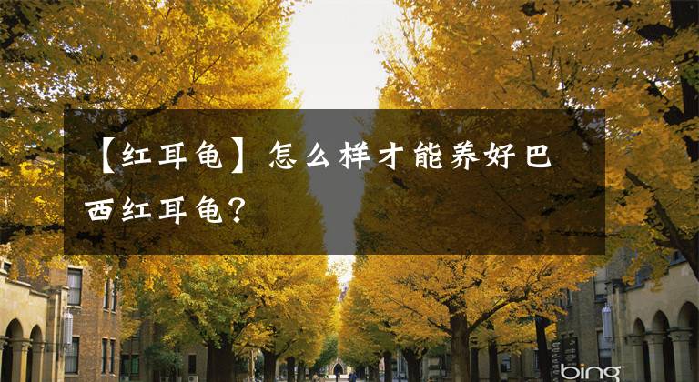 【红耳龟】怎么样才能养好巴西红耳龟？