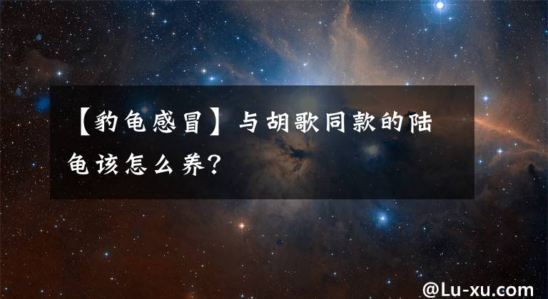 【豹龟感冒】与胡歌同款的陆龟该怎么养？