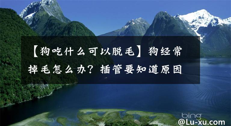 【狗吃什么可以脱毛】狗经常掉毛怎么办？插管要知道原因，才能开出符合症状的药