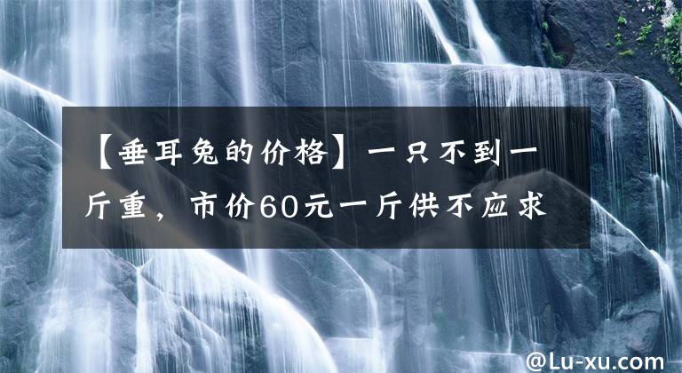 【垂耳兔的价格】一只不到一斤重，市价60元一斤供不应求，养殖户：不养不知道