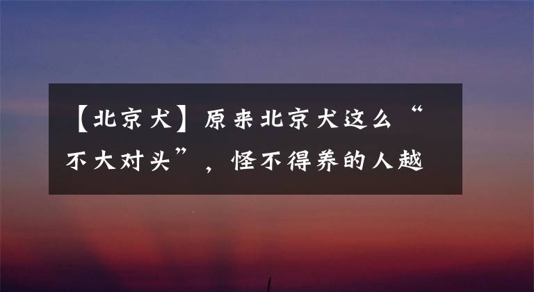 【北京犬】原来北京犬这么“不大对头”，怪不得养的人越来越少