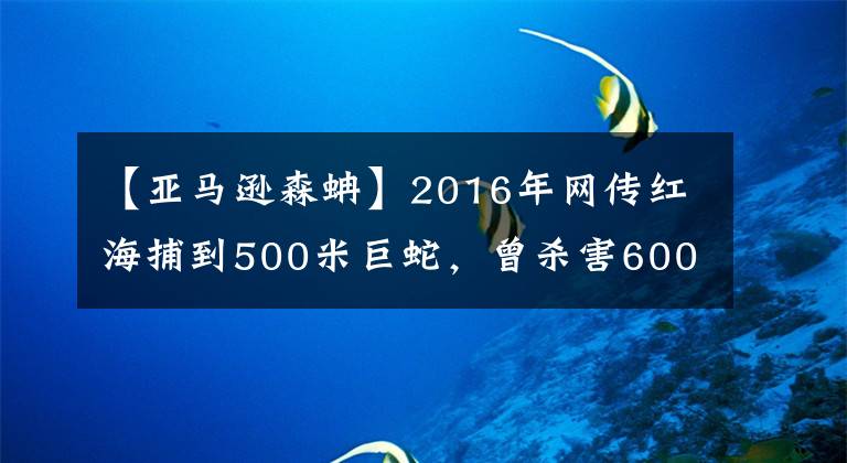 【亚马逊森蚺】2016年网传红海捕到500米巨蛇，曾杀害600人，真有这么大的蛇吗？
