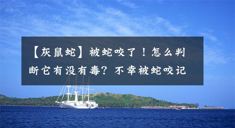 【灰鼠蛇】被蛇咬了！怎么判断它有没有毒？不幸被蛇咬记住3个急救步骤