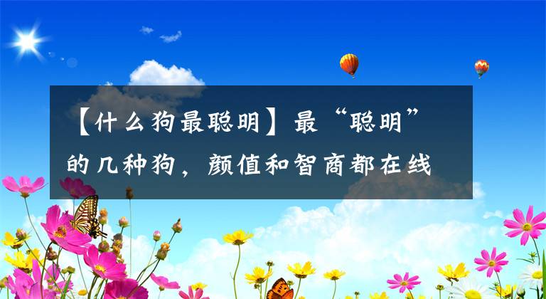 【什么狗最聪明】最“聪明”的几种狗，颜值和智商都在线