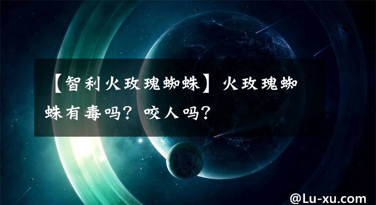 【智利火玫瑰蜘蛛】火玫瑰蜘蛛有毒吗？咬人吗？