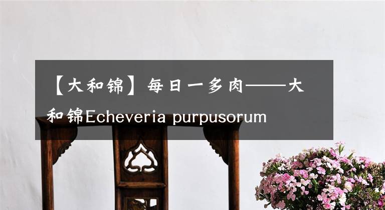【大和锦】每日一多肉——大和锦Echeveria purpusorum