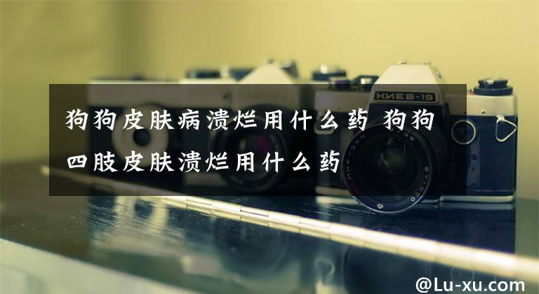 狗狗皮肤病溃烂用什么药 狗狗四肢皮肤溃烂用什么药文章配图