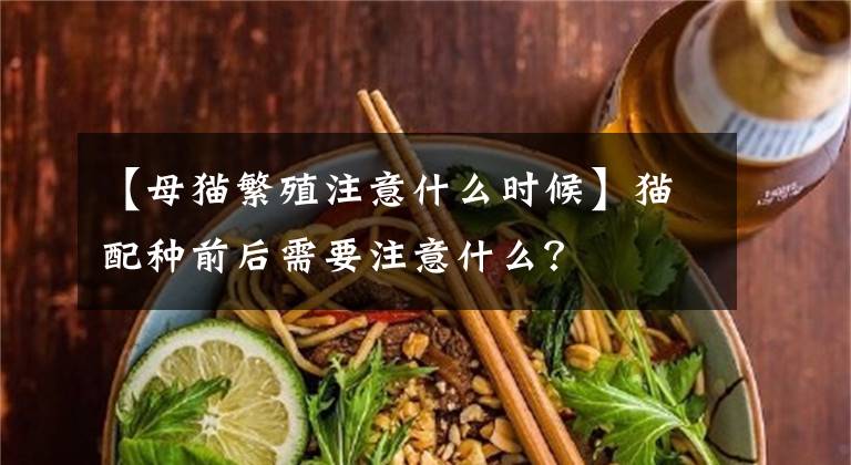 【母猫繁殖注意什么时候】猫配种前后需要注意什么？