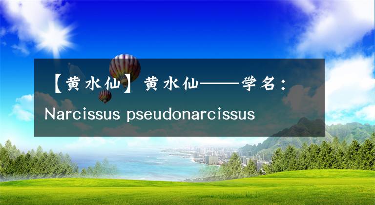 【黄水仙】黄水仙——学名：Narcissus pseudonarcissus L