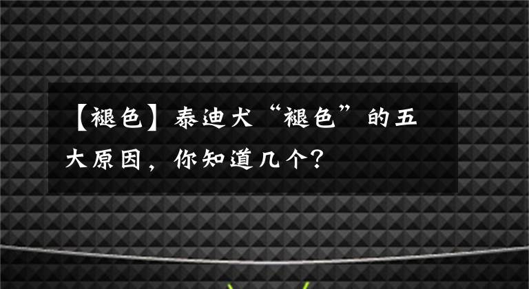 【褪色】泰迪犬“褪色”的五大原因，你知道几个？