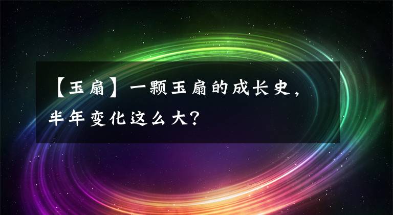 【玉扇】一颗玉扇的成长史，半年变化这么大？