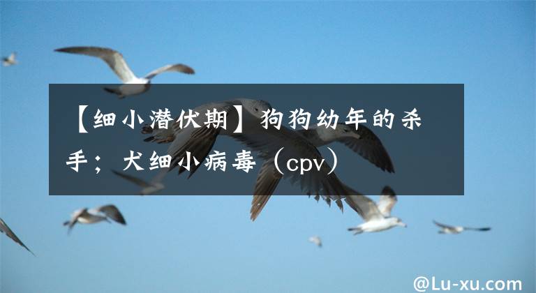 【细小潜伏期】狗狗幼年的杀手；犬细小病毒（cpv）