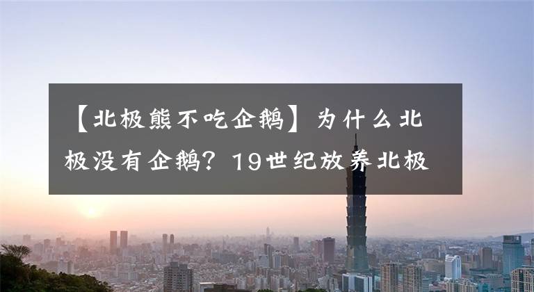 【北极熊不吃企鹅】为什么北极没有企鹅？19世纪放养北极的69只企鹅，现在怎么样了？