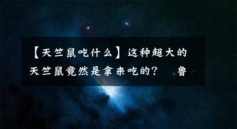 【天竺鼠吃什么】这种超大的天竺鼠竟然是拿来吃的？祕鲁的天竺鼠节让人叹为观止！