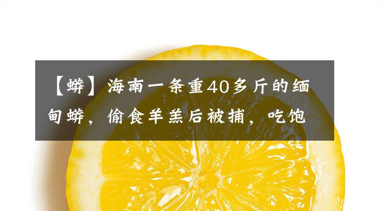 【蟒】海南一条重40多斤的缅甸蟒，偷食羊羔后被捕，吃饱的蟒蛇没威胁？