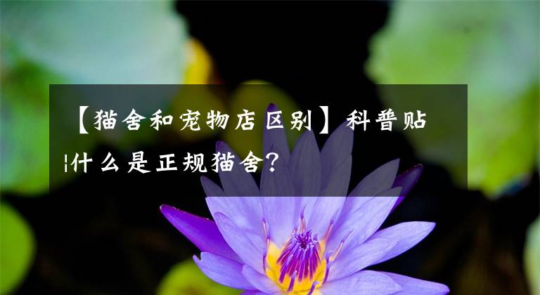 【猫舍和宠物店区别】科普贴|什么是正规猫舍？