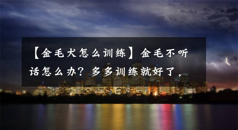 【金毛犬怎么训练】金毛不听话怎么办？多多训练就好了，方法在这里