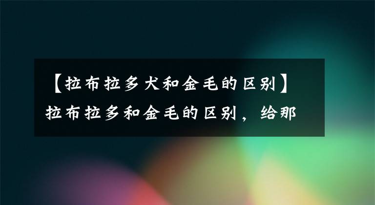 【拉布拉多犬和金毛的区别】拉布拉多和金毛的区别，给那些傻傻分不清楚的小伙伴