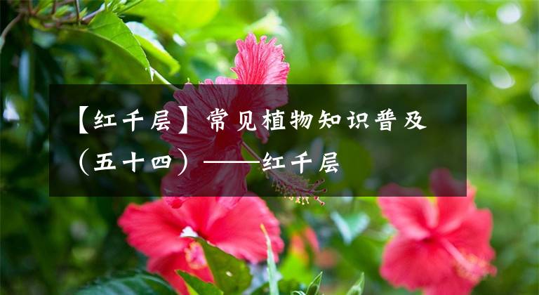 【红千层】常见植物知识普及（五十四）——红千层